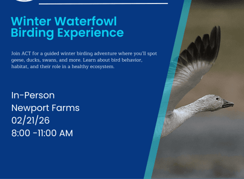 Winter Waterfowl Birding Experience