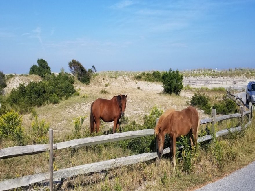 Assateague State Park