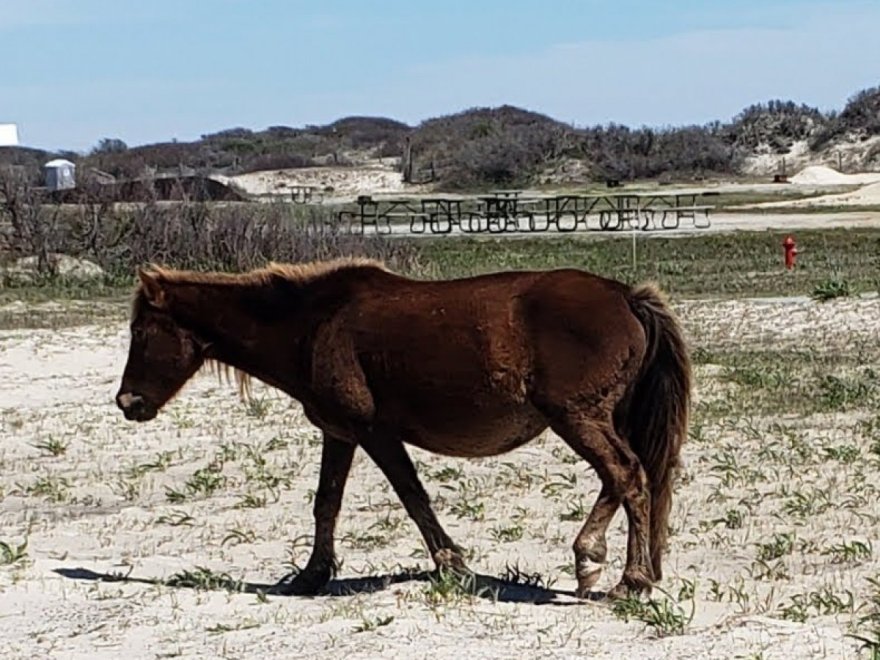 Assateague State Park