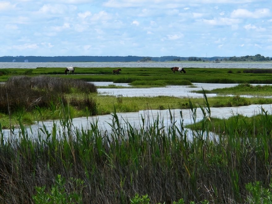 Assateague State Park