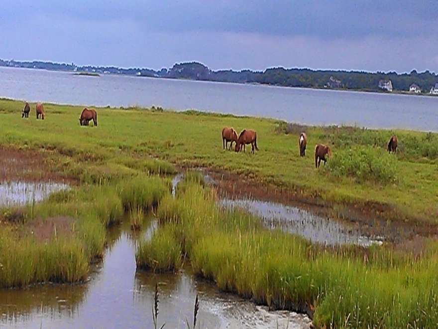 Assateague State Park