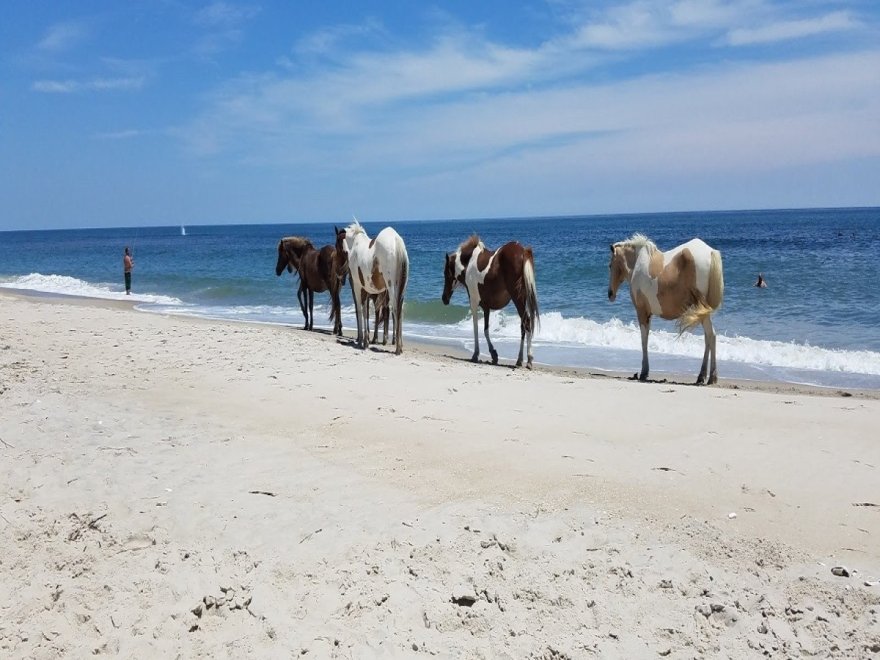 Assateague State Park