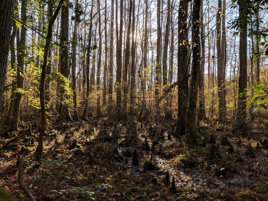 Pocomoke River State Park: Milburn Landing