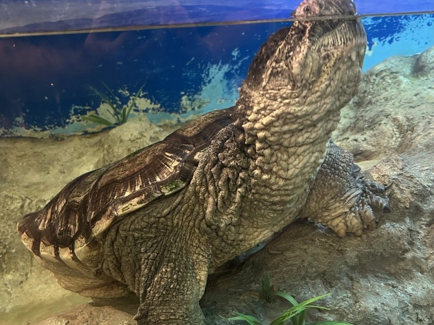 Delmarva Discovery Museum Delmarva Discovery Museum