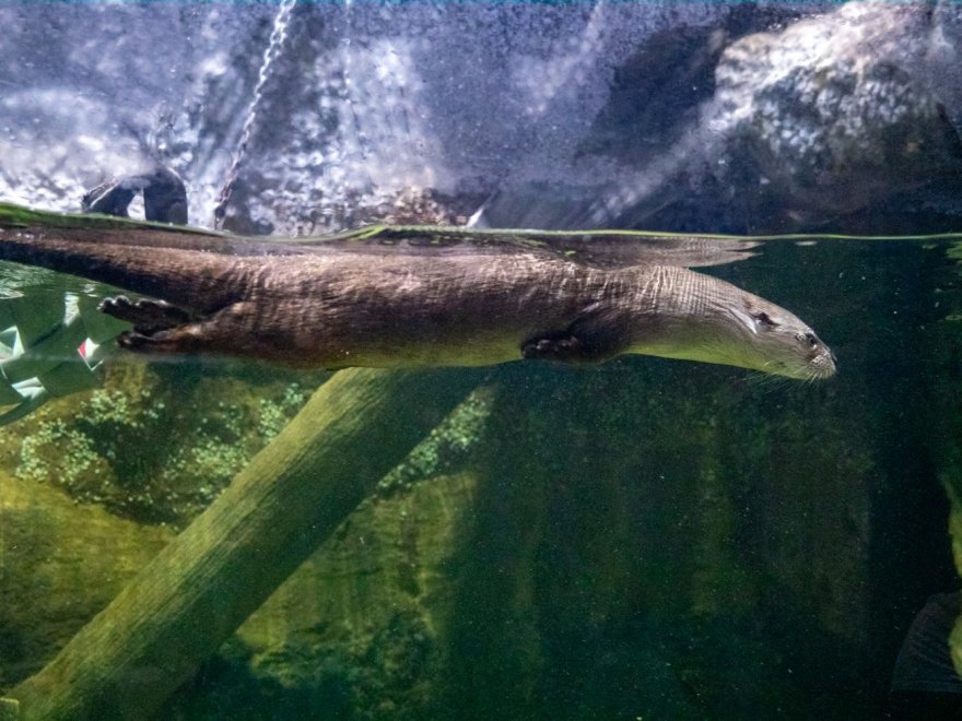 Delmarva Discovery Museum Delmarva Discovery Museum