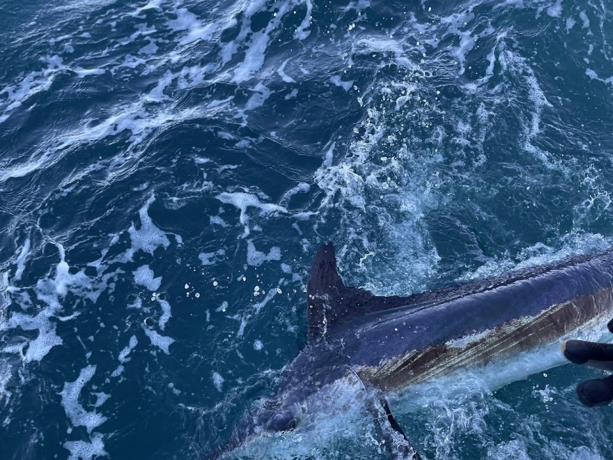 Wrecker Sport Fishing Wrecker Sport Fishing