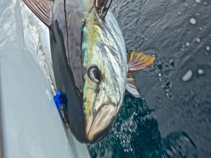 Wrecker Sport Fishing Wrecker Sport Fishing