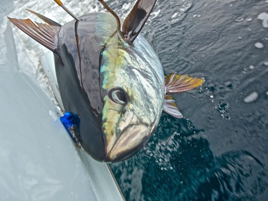 Wrecker Sport Fishing Wrecker Sport Fishing