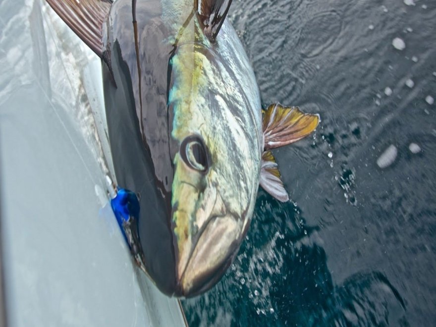 Wrecker Sport Fishing Wrecker Sport Fishing