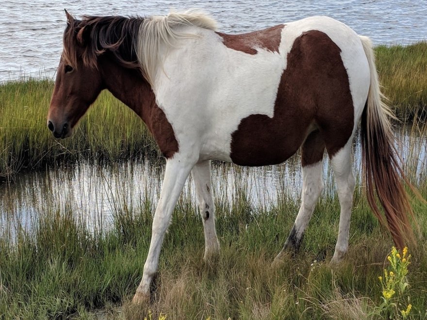 Assateague Coastal Trust