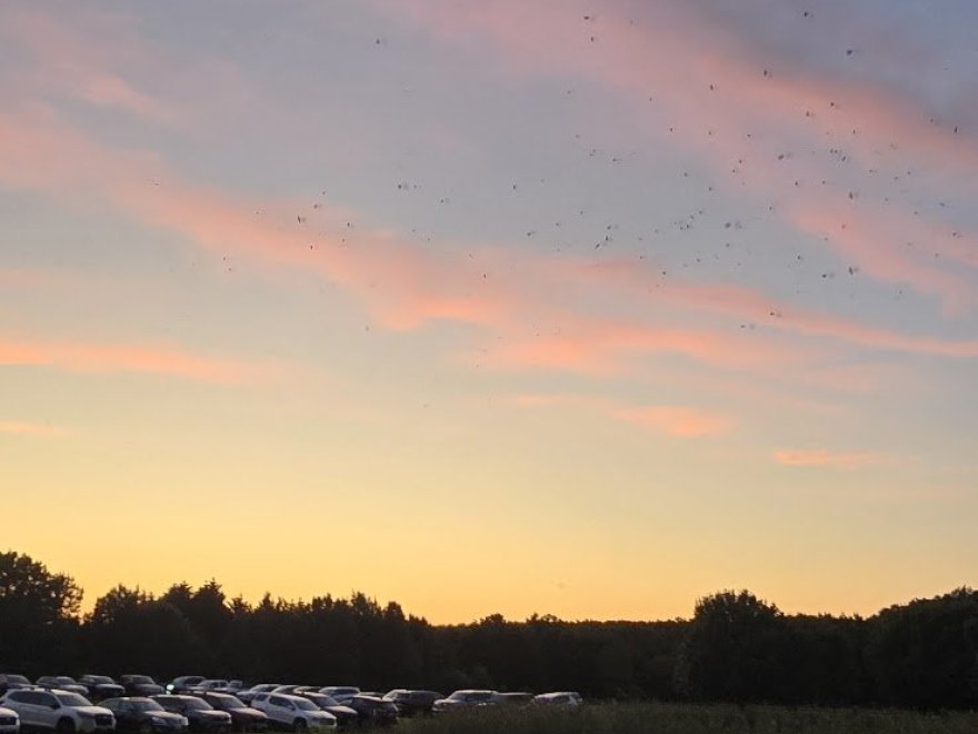 Brooklyn Meadows Brooklyn Meadows